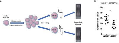 Connection of BANK1, Tolerance, Regulatory B cells, and Apoptosis: Perspectives of a Reductionist Investigation